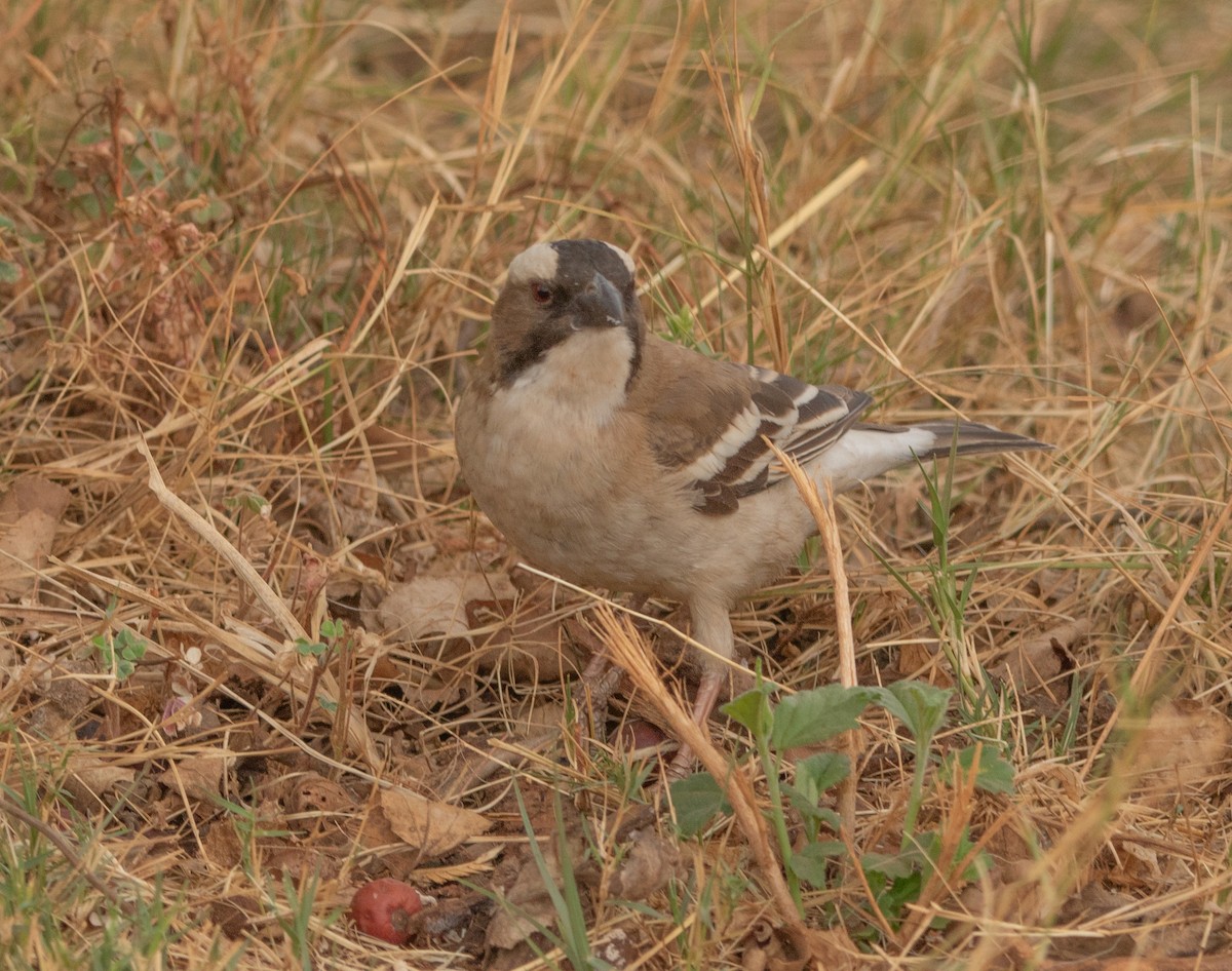 White-browed Sparrow-Weaver - ML646026205
