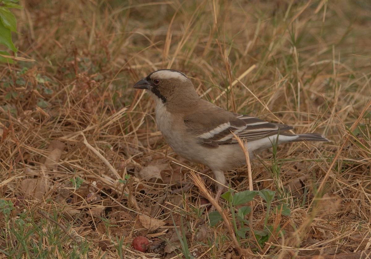 White-browed Sparrow-Weaver - ML646026206
