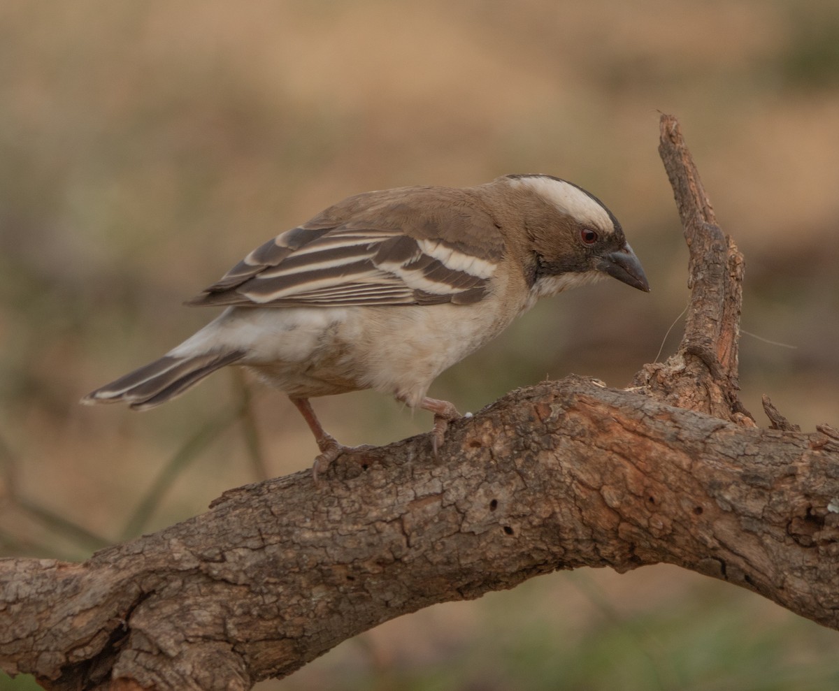 White-browed Sparrow-Weaver - ML646026207