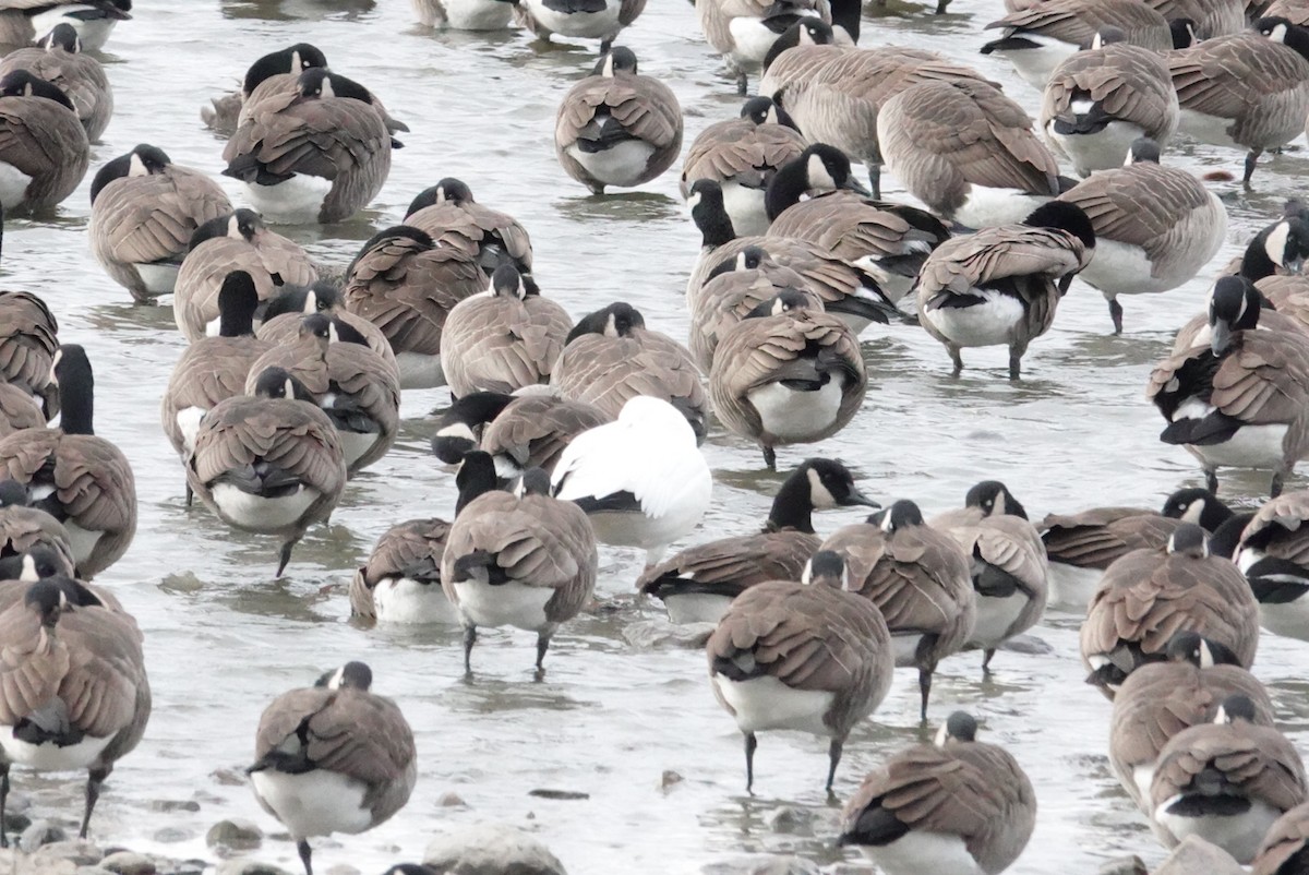 Snow Goose - ML646026209