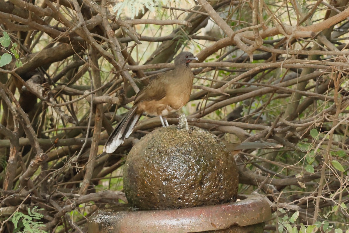 Plain Chachalaca - ML646026211