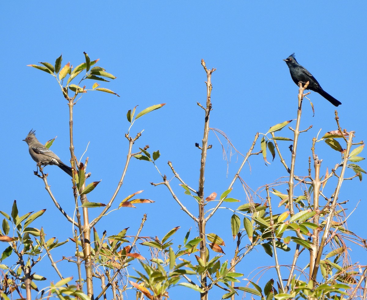 Phainopepla - ML646026212