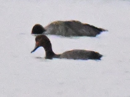 Redhead - ML646026215