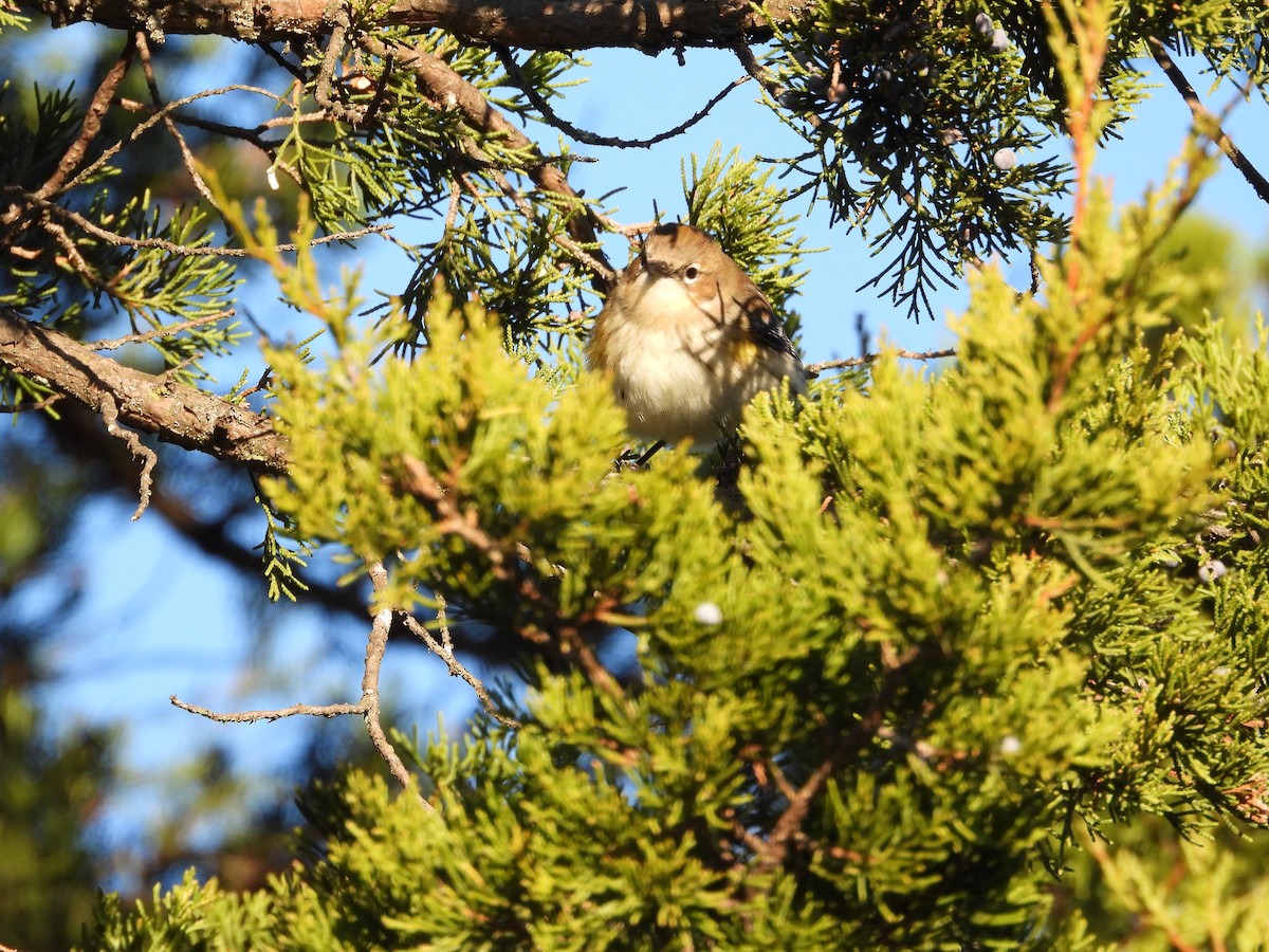 Пісняр-лісовик жовтогузий - ML646026216