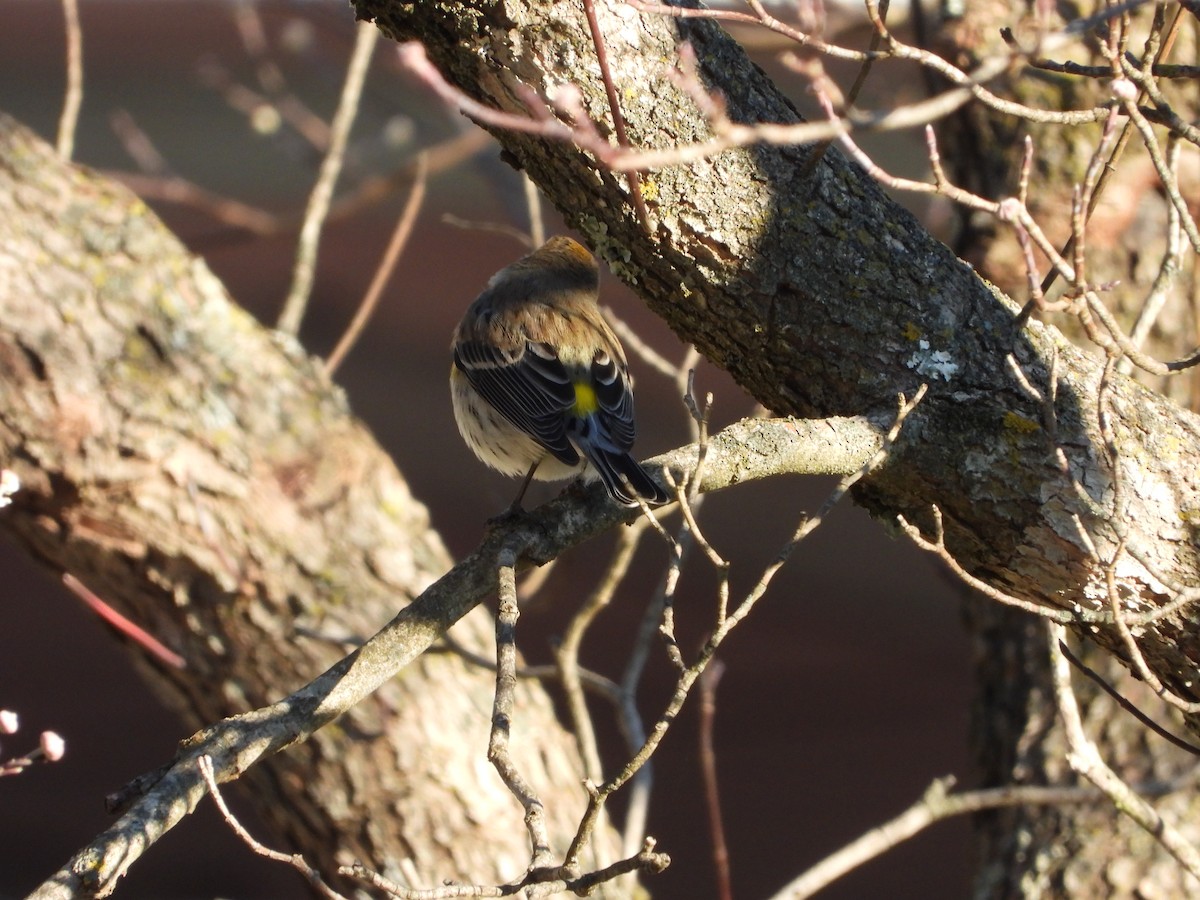Пісняр-лісовик жовтогузий - ML646026217