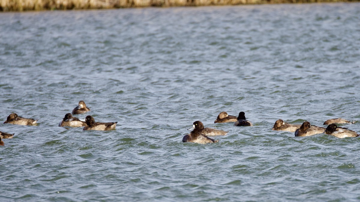 Greater Scaup - ML646026220