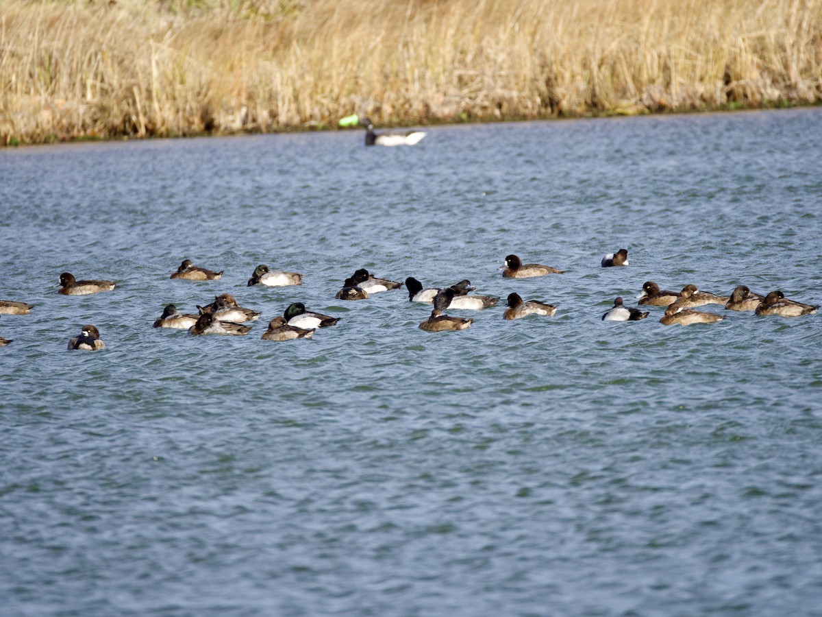 Greater Scaup - ML646026221