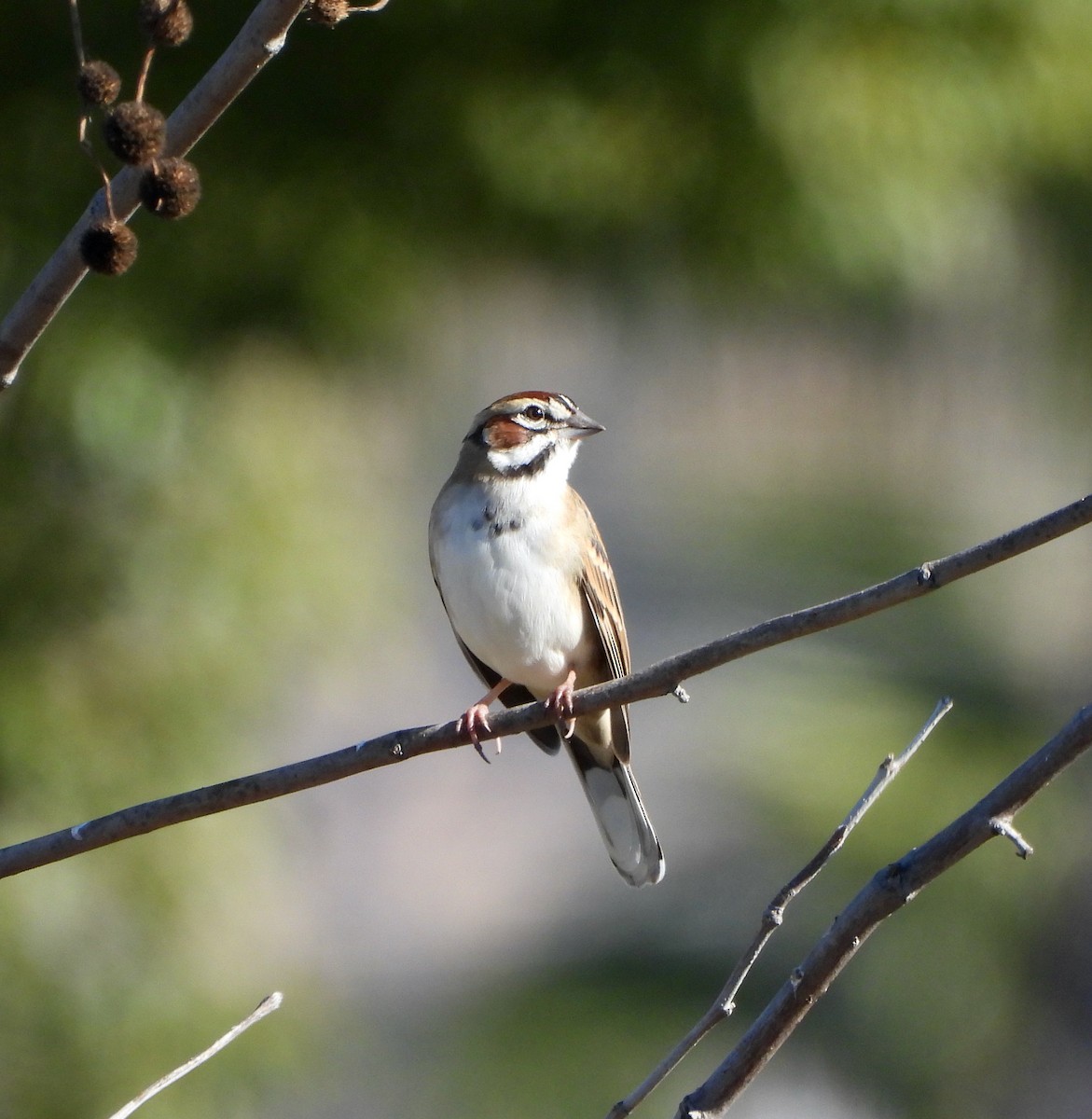 Lark Sparrow - ML646026223