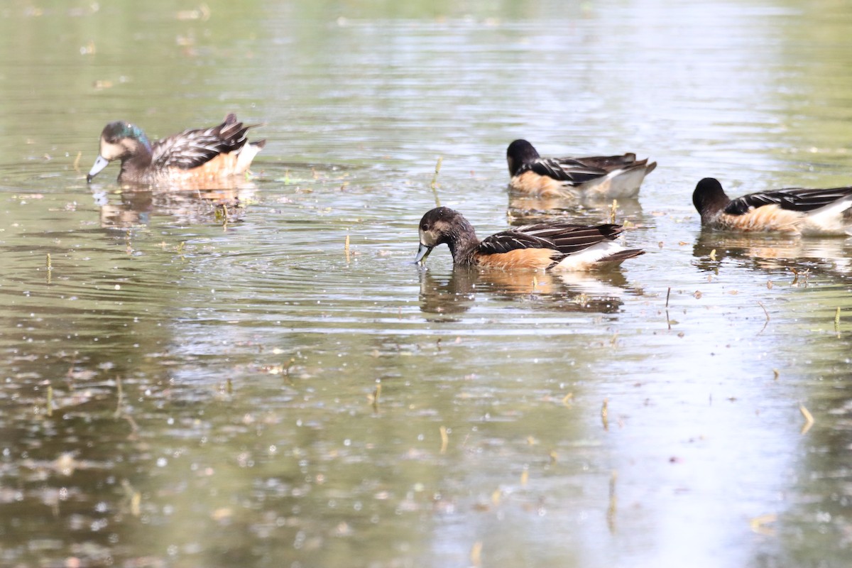 Chiloe Wigeon - ML646026225
