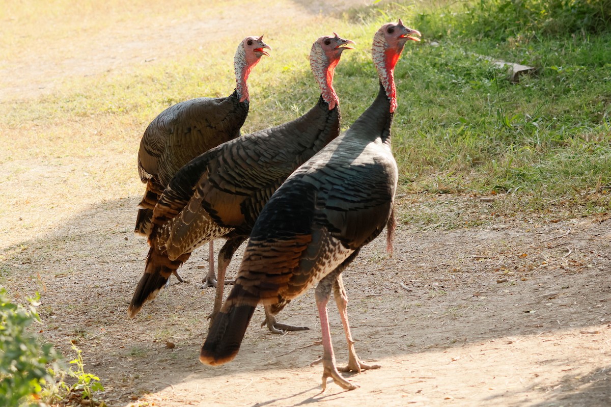 Wild Turkey - ML646026226