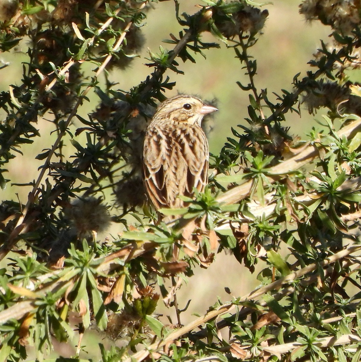 Savannah Sparrow - ML646026228