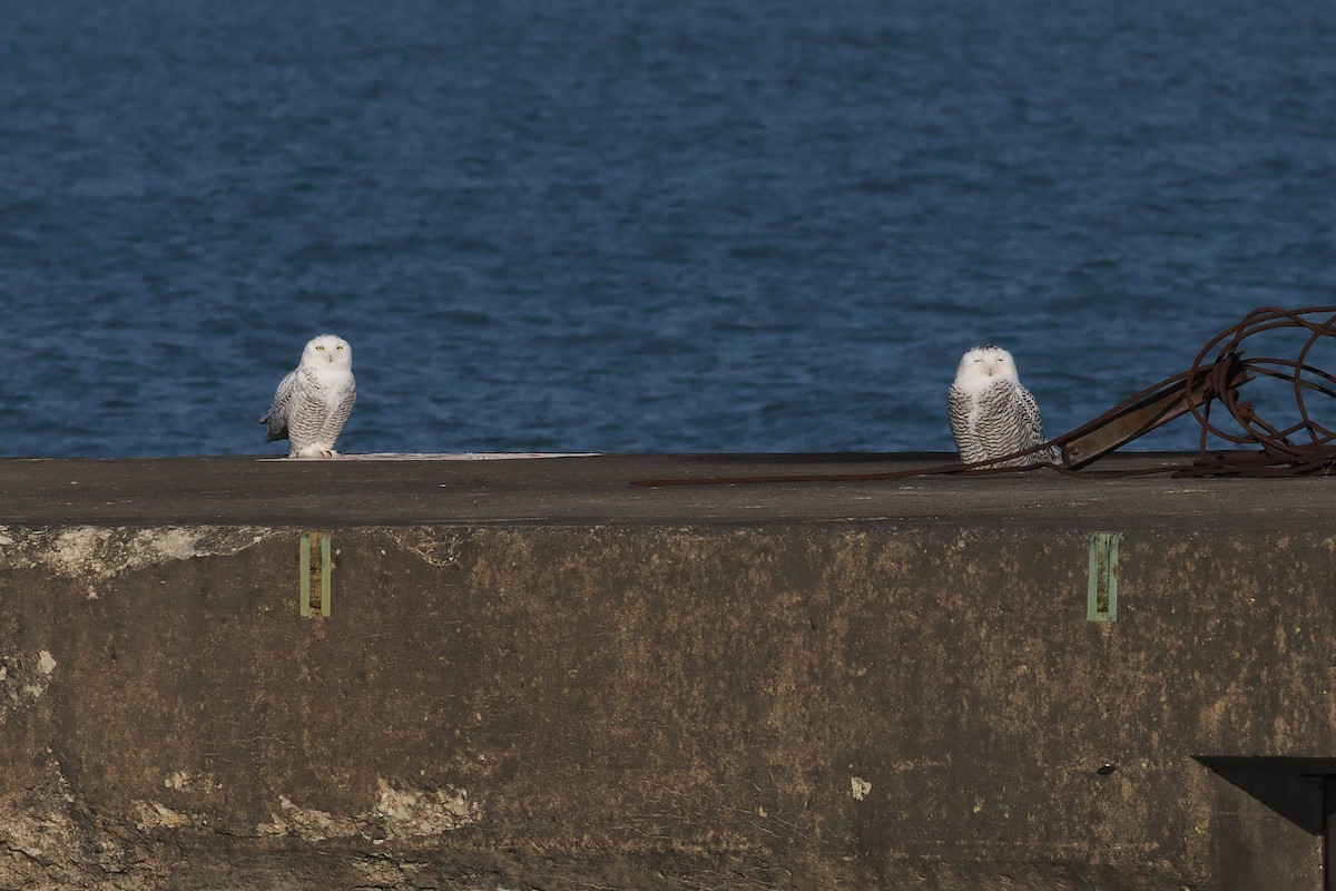 לילית שלג - ML646026229