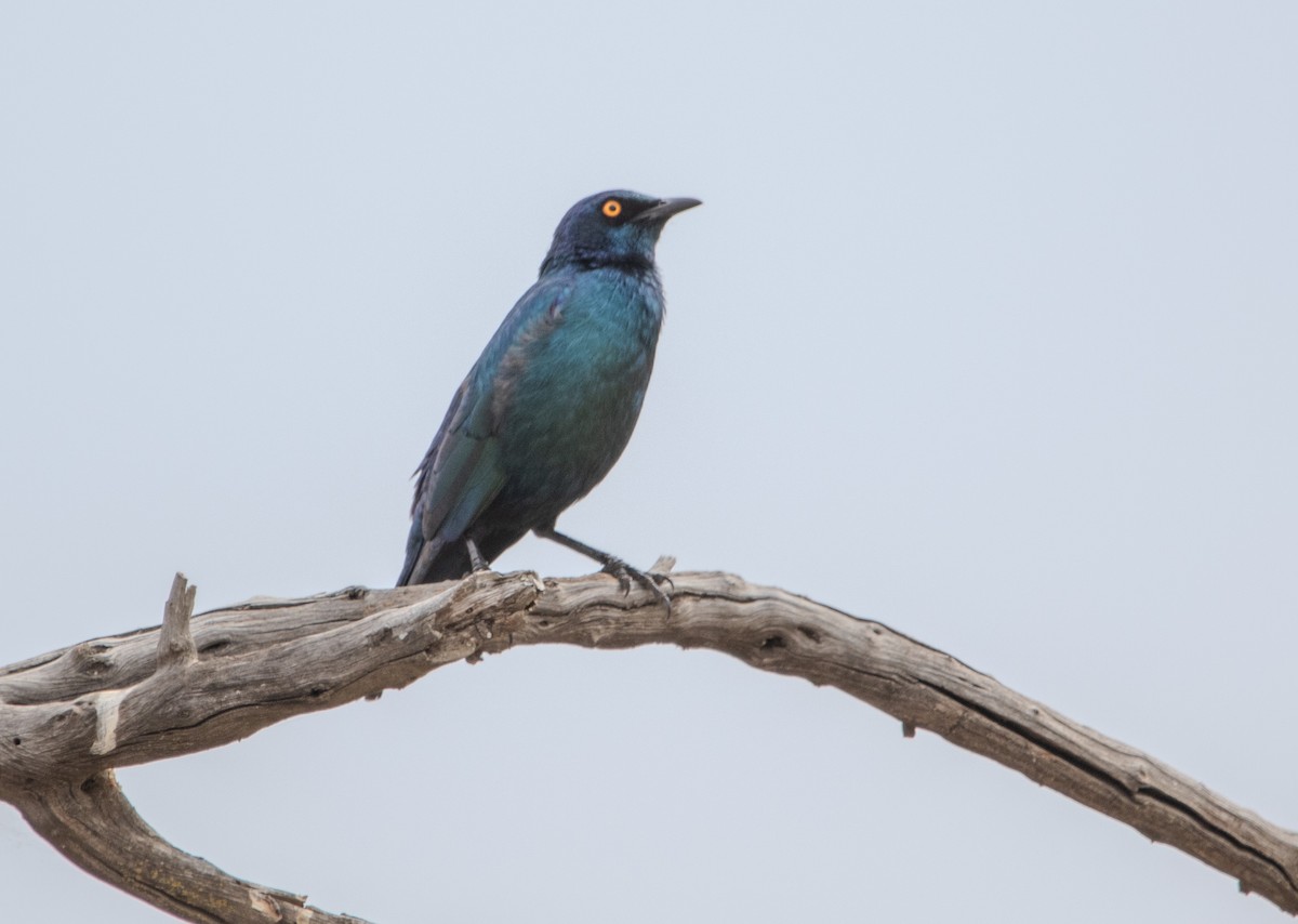 Cape Starling - ML646026230