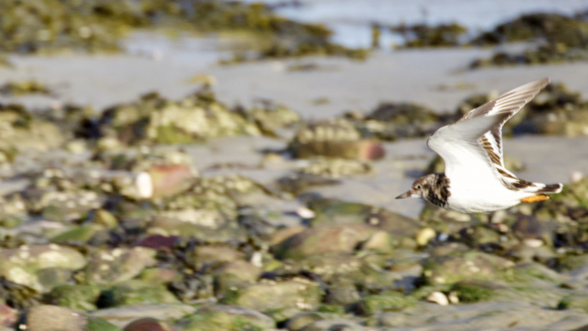 Ruddy Turnstone - ML646026233