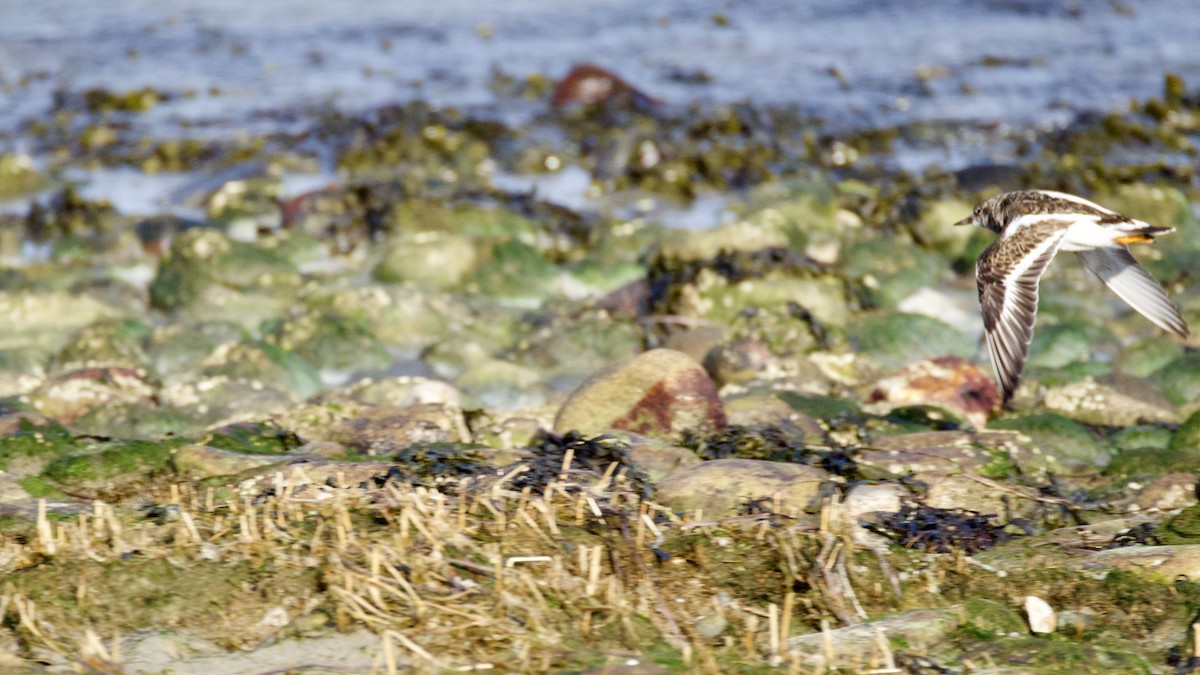 Ruddy Turnstone - ML646026234