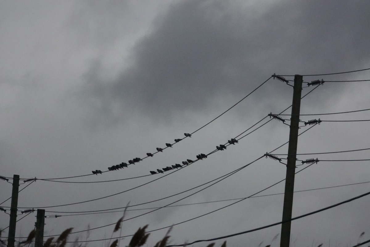 Rock Pigeon (Feral Pigeon) - ML646026235