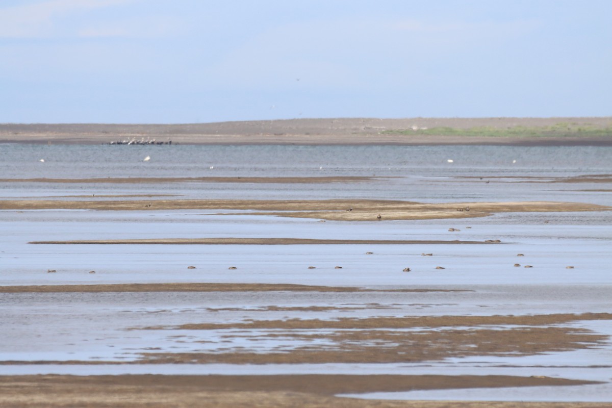 Шилохвіст жовтодзьобий - ML646026236