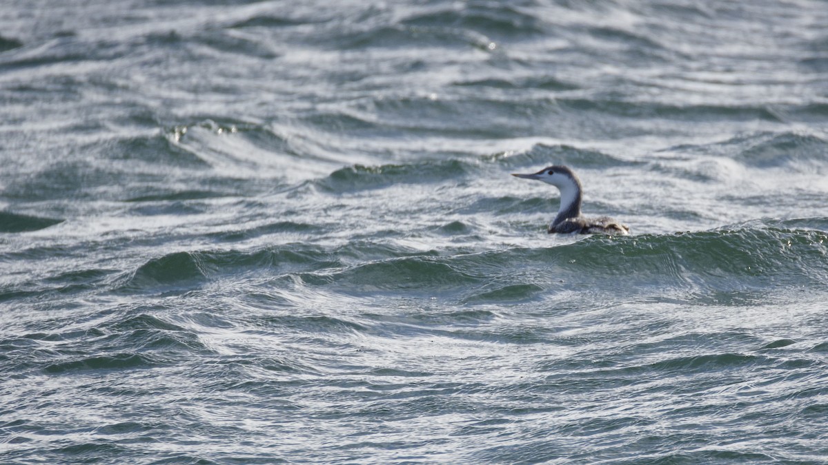 Red-throated Loon - ML646026238