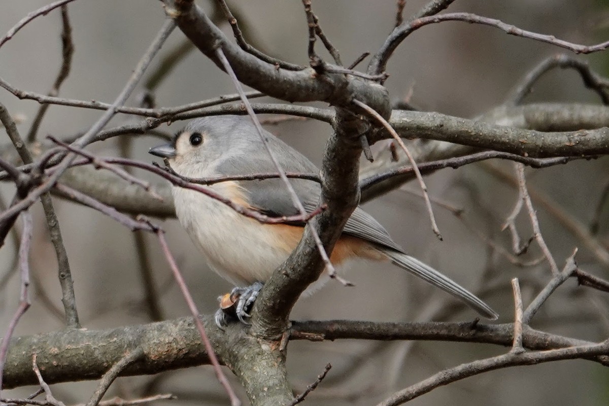 Tufted Titmouse - ML646026244
