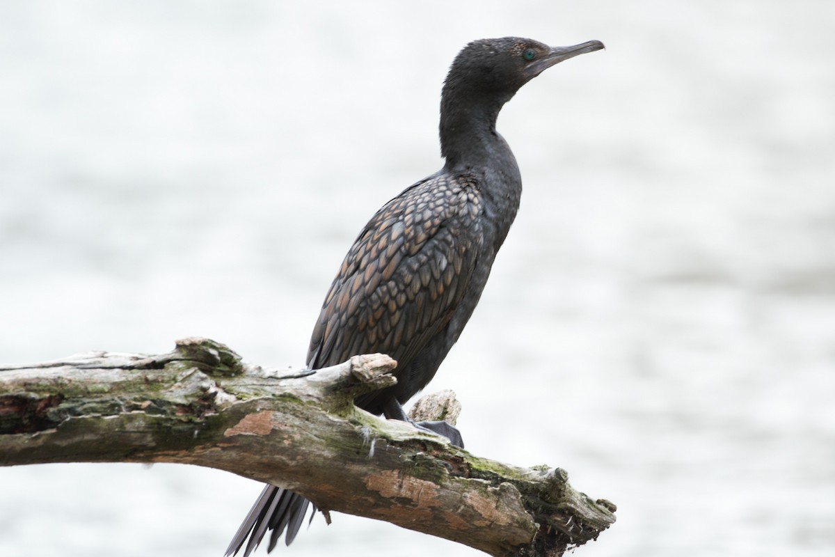 Little Black Cormorant - ML646026245