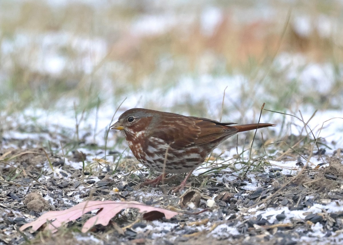 Fox Sparrow - ML646026246