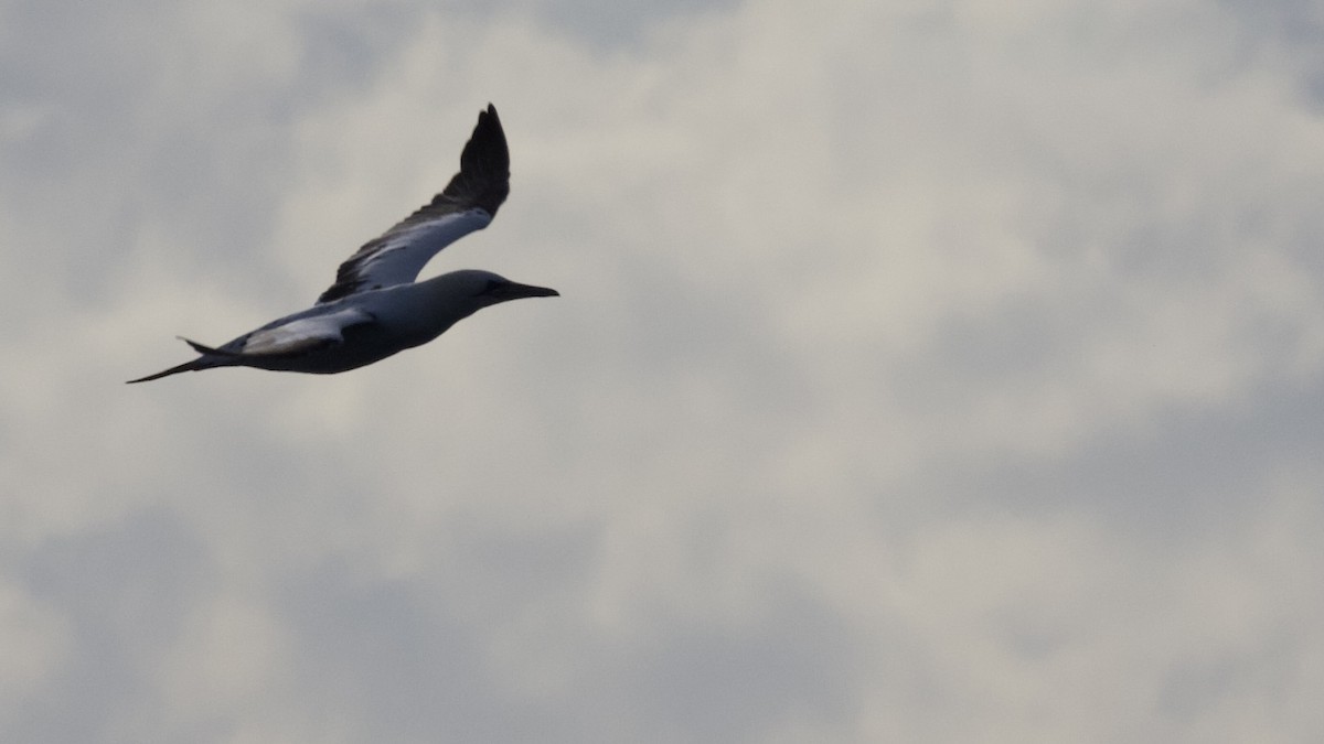 Сула атлантична - ML646026247