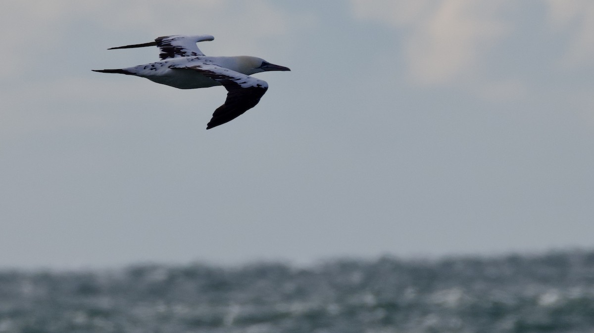 Сула атлантична - ML646026248