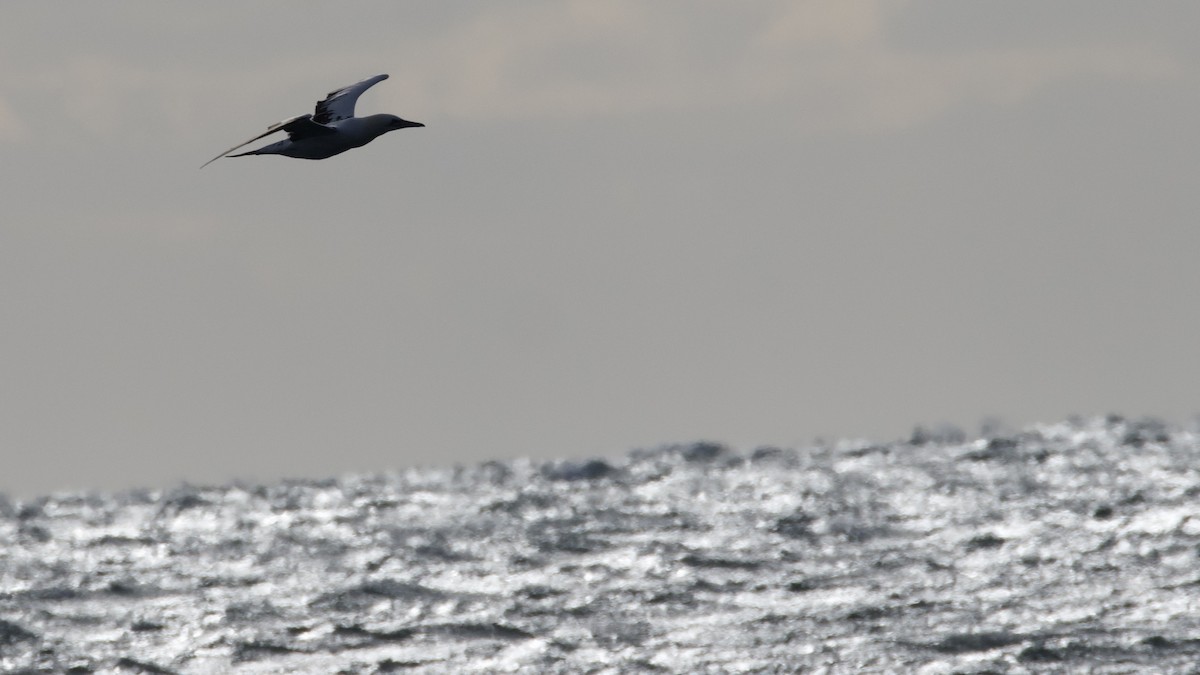 Сула атлантична - ML646026250