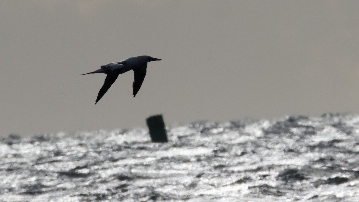 Сула атлантична - ML646026251