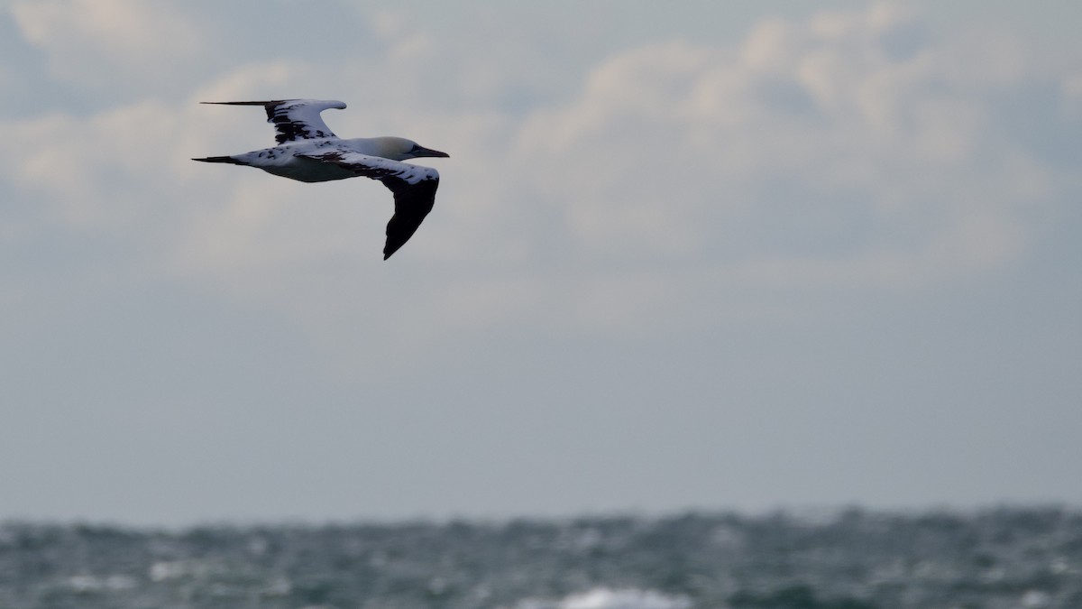 Сула атлантична - ML646026252