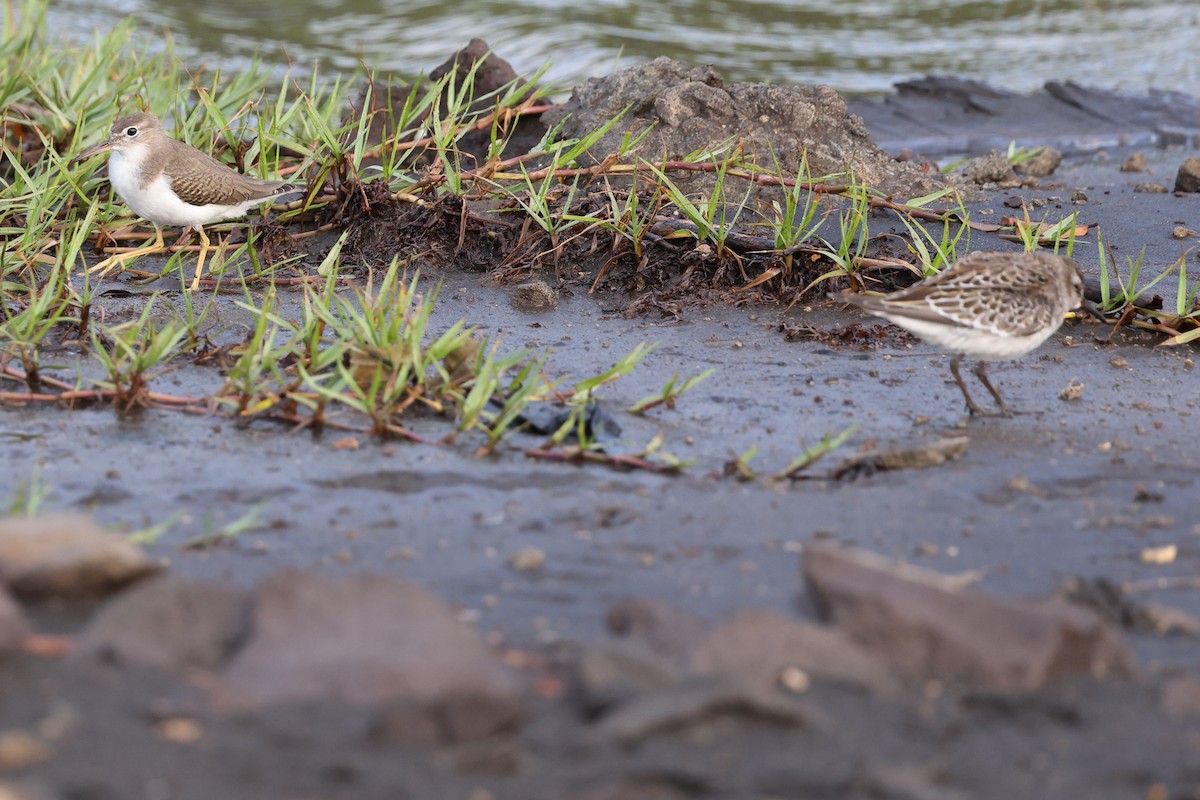 jespák tundrový - ML646026253