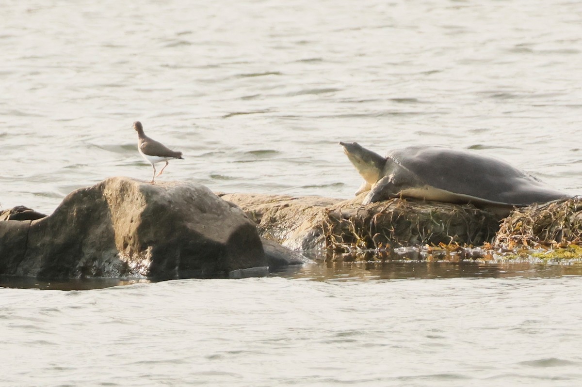 Spotted Sandpiper - ML646026261