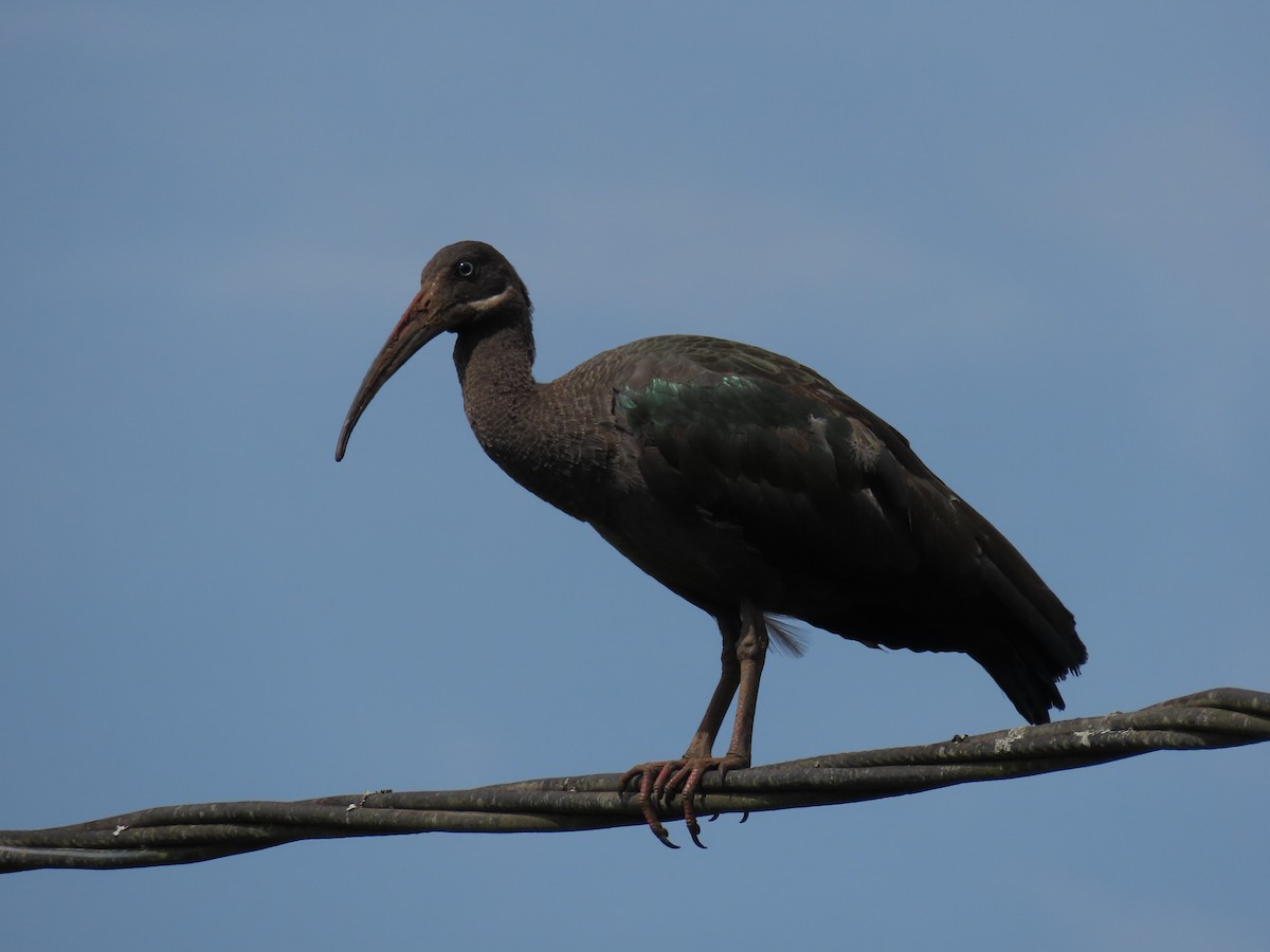 Hadada Ibis - ML646026262