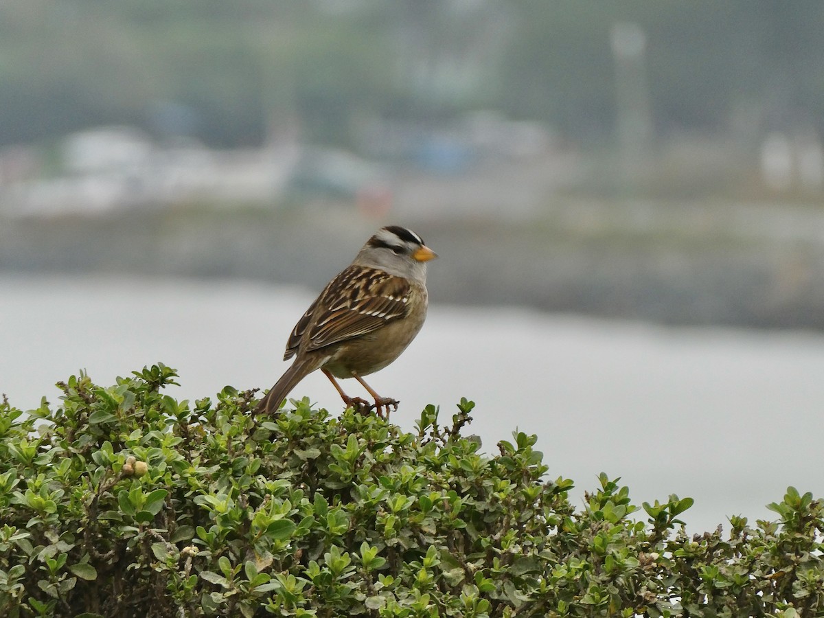 White-crowned Sparrow - ML646026263
