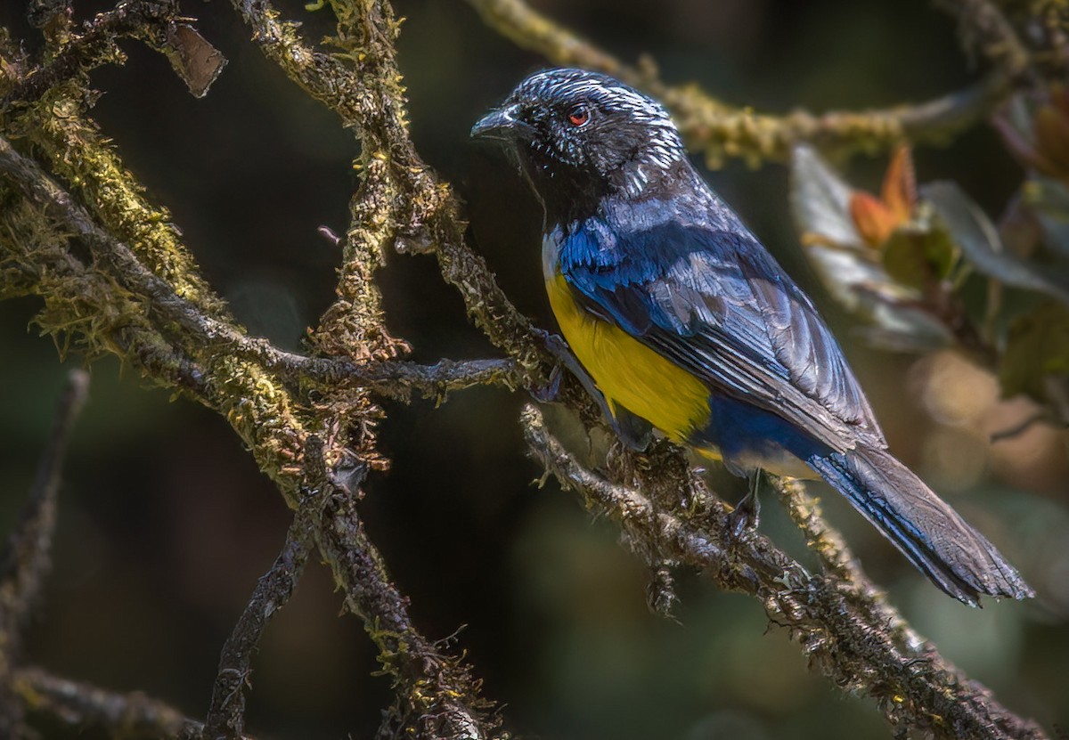 Buff-banded Mountain Tanager - ML646026264