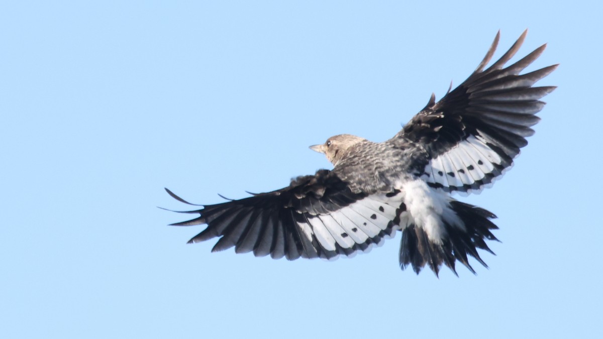 Red-headed Woodpecker - ML646026268