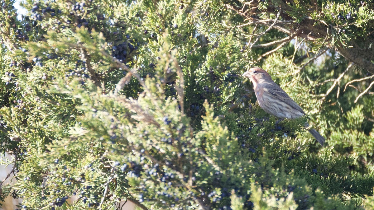 House Finch - ML646026270