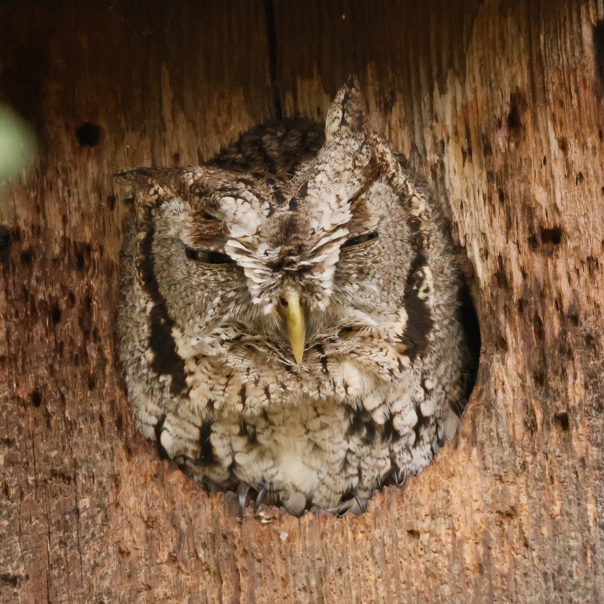 Eastern Screech-Owl - ML646026273