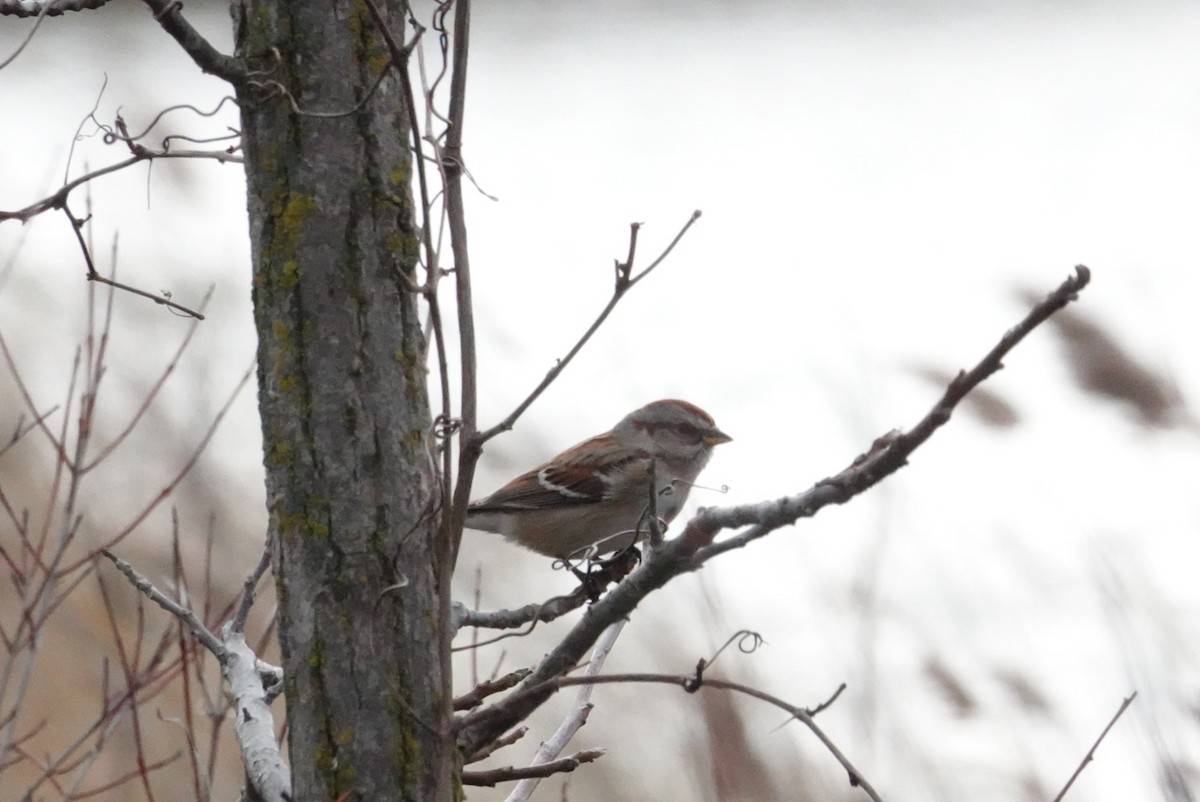 American Tree Sparrow - ML646026274