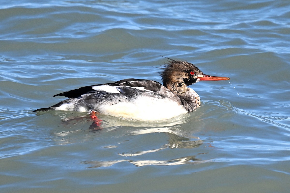 מרגון בינוני - ML646026278