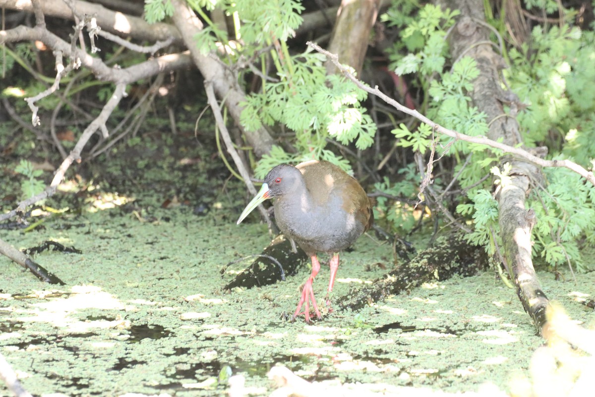 Kurşuni Sukılavuzu - ML646026281