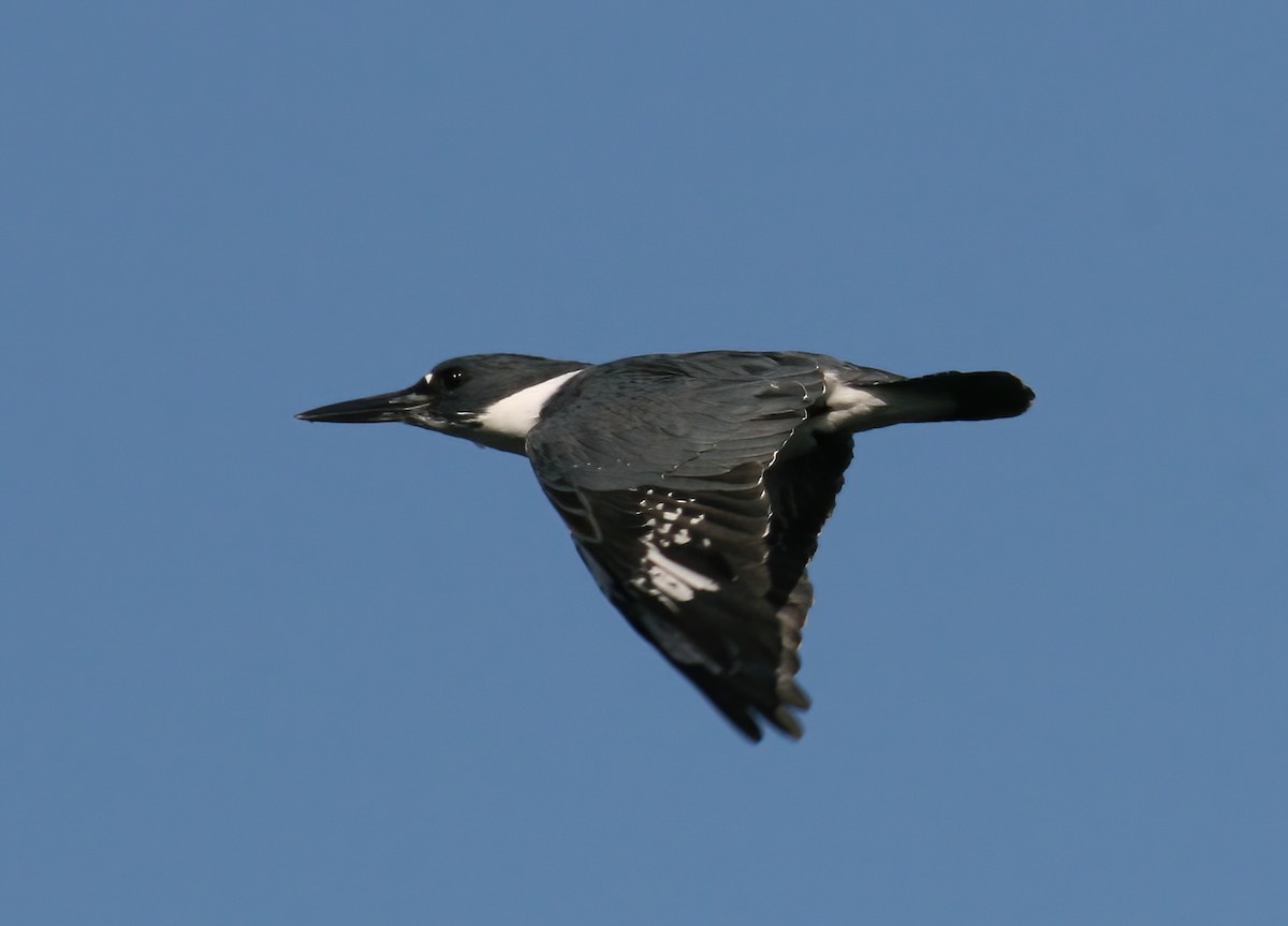 Belted Kingfisher - ML646026282