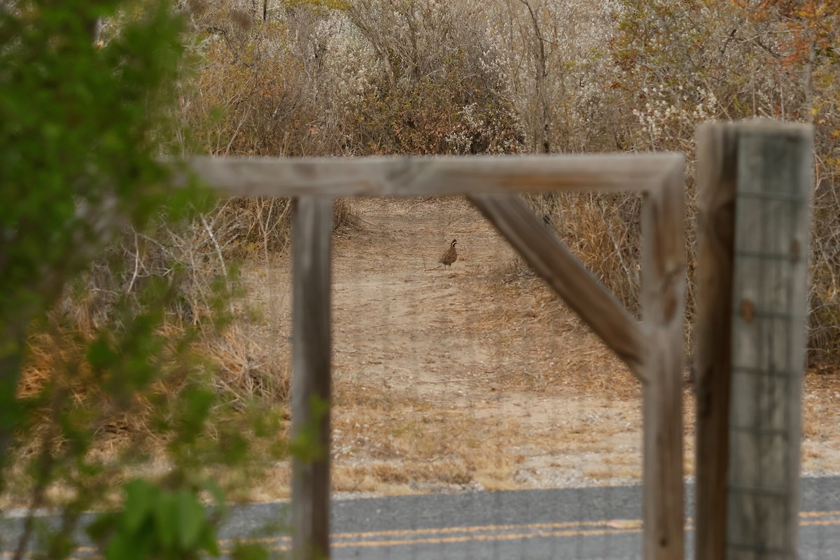 Northern Bobwhite - ML646026283