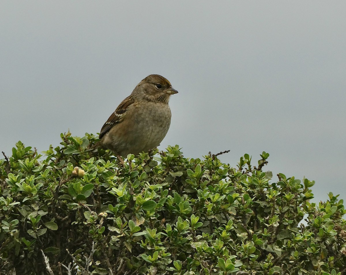 Golden-crowned Sparrow - ML646026285