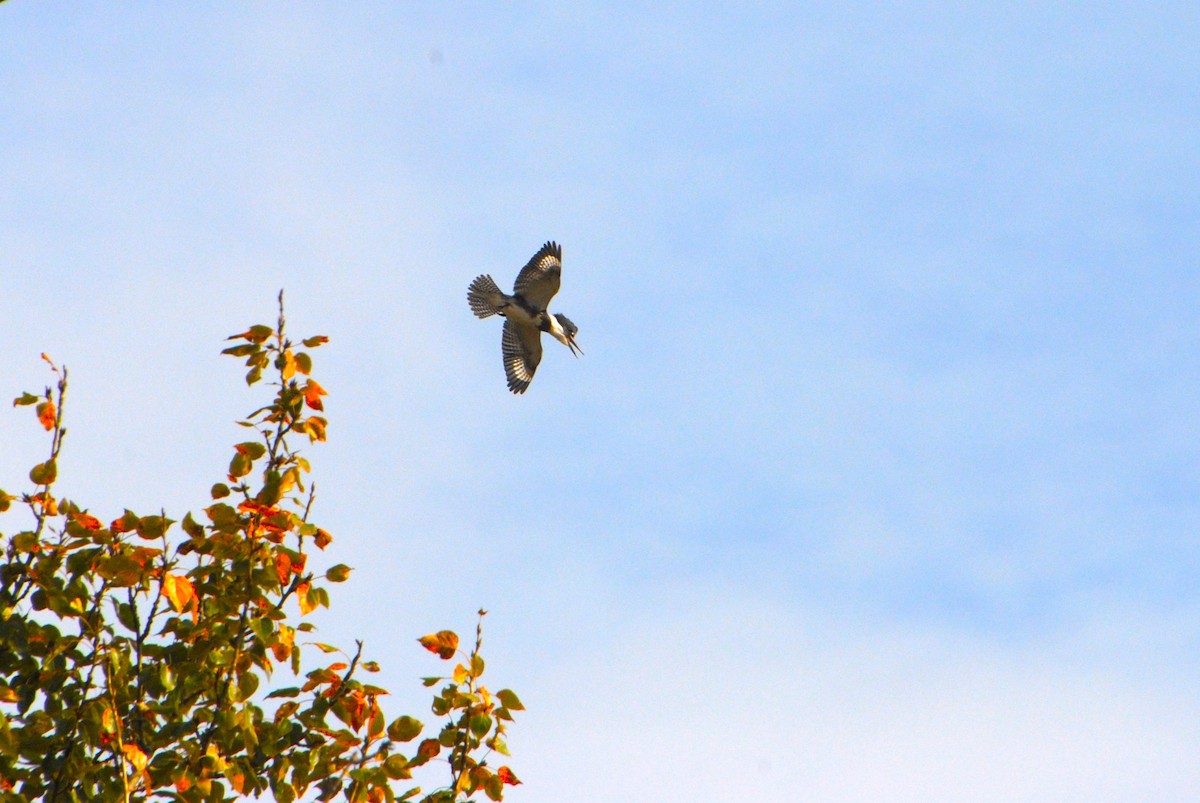 Belted Kingfisher - ML646026288