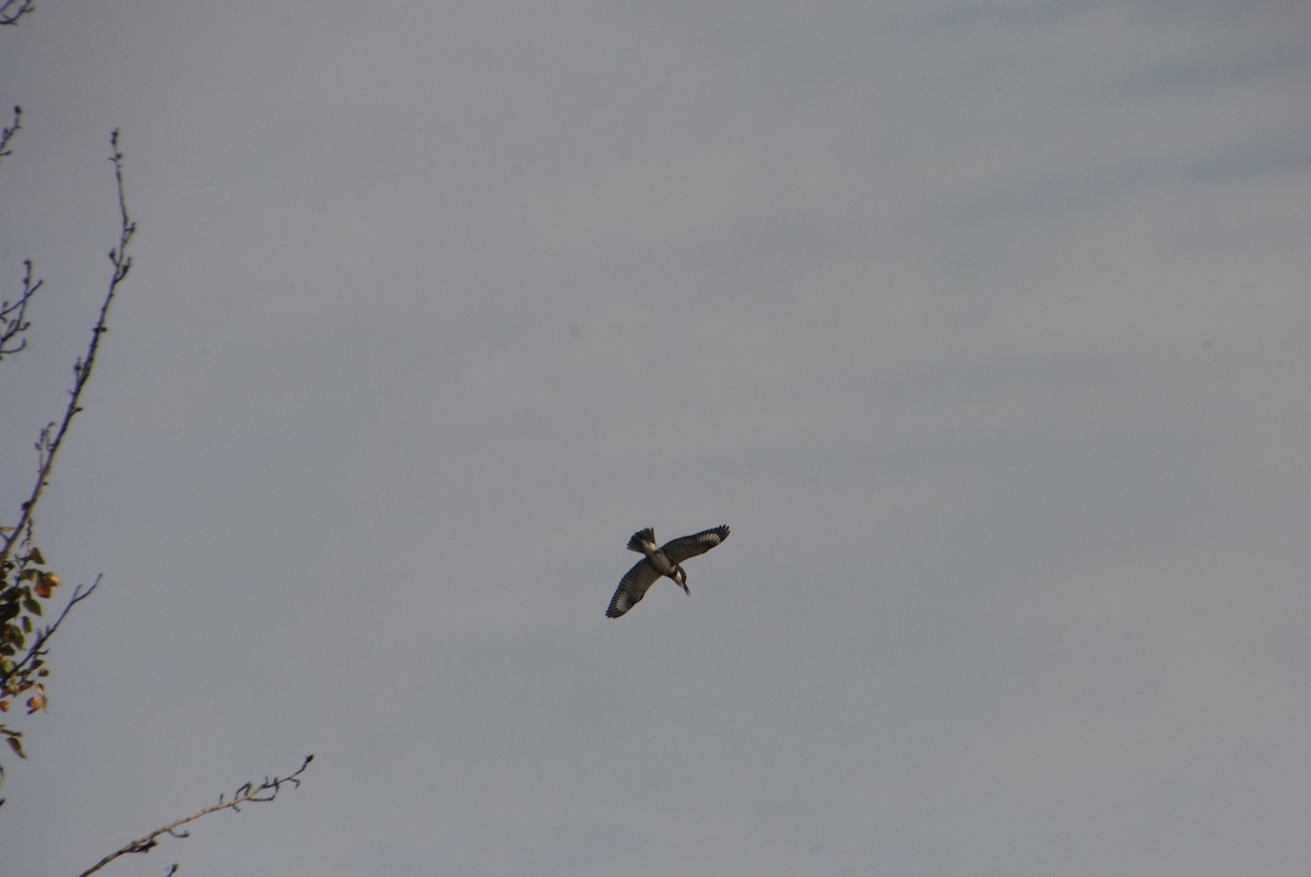 Belted Kingfisher - ML646026290