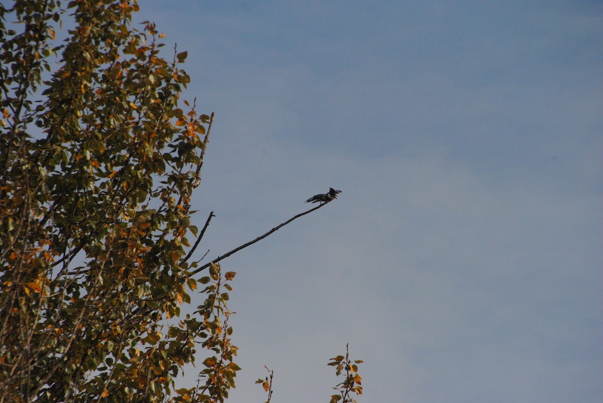 Belted Kingfisher - ML646026291