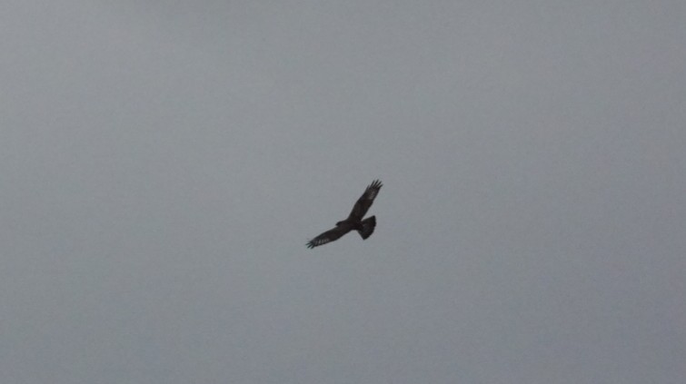 Rough-legged Hawk - ML646026292