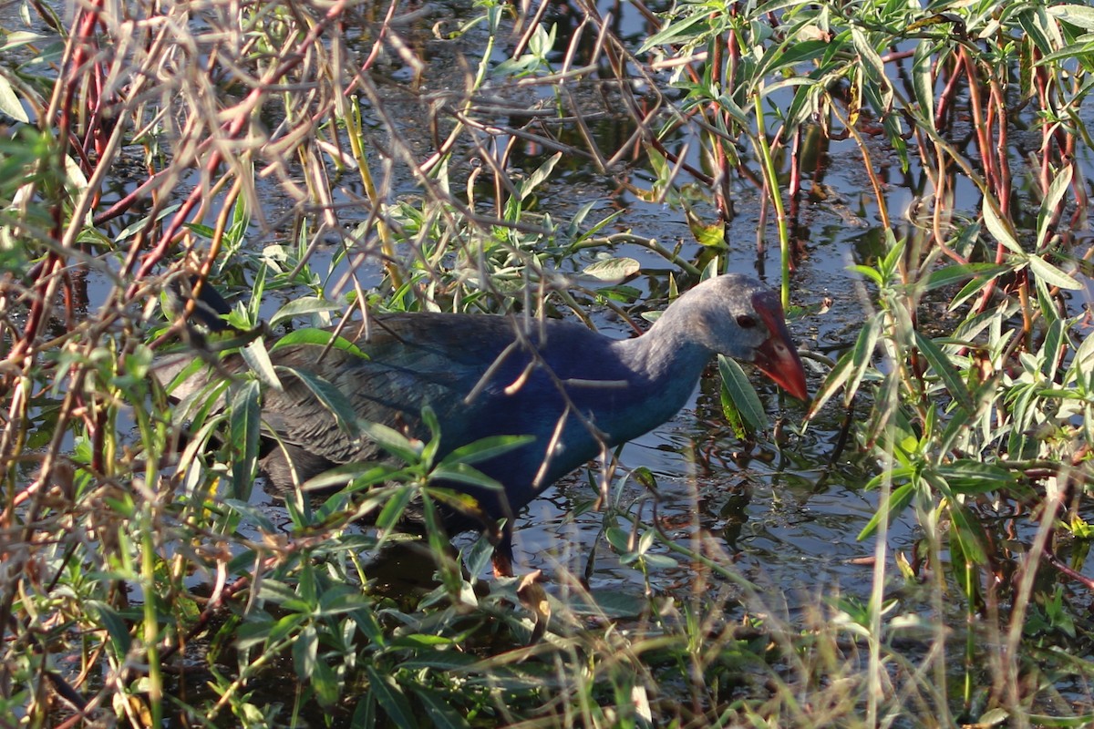 Gray-headed Swamphen - ML646026295