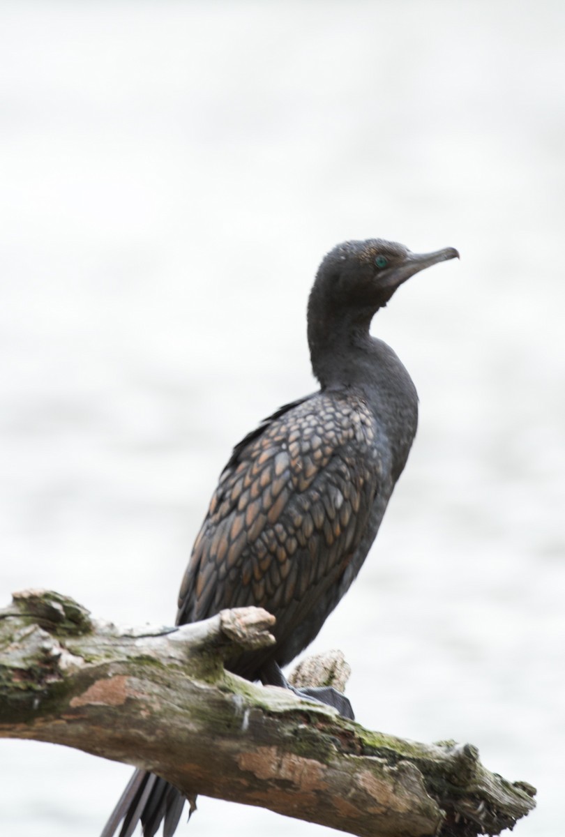 Little Black Cormorant - ML646026300